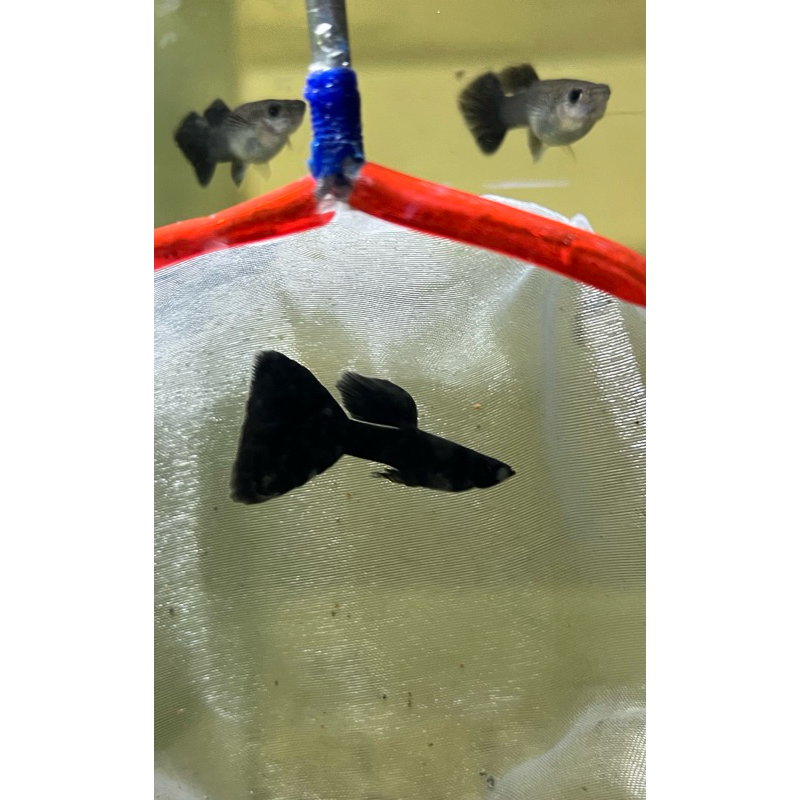 SepasangIkan Guppy Malika FullBlack