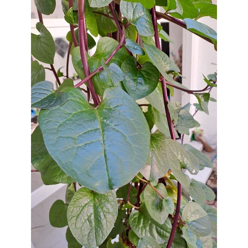 

Daun Binahong segar isi 50 lembar