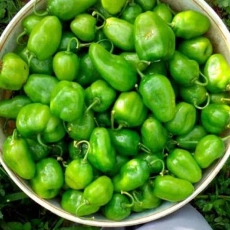 

Cabe Gendot Segar Isi 500gr - paket hemat buah/sayuran cabe gendot segar toraja