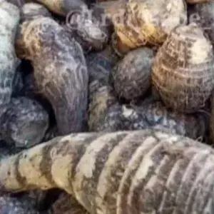 

Umbi Tales 1 kg