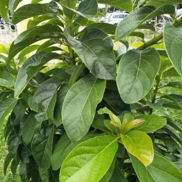 

Daun Alpukat Fresh Herbal Dipetik Dadakan Obat Herbal Alami