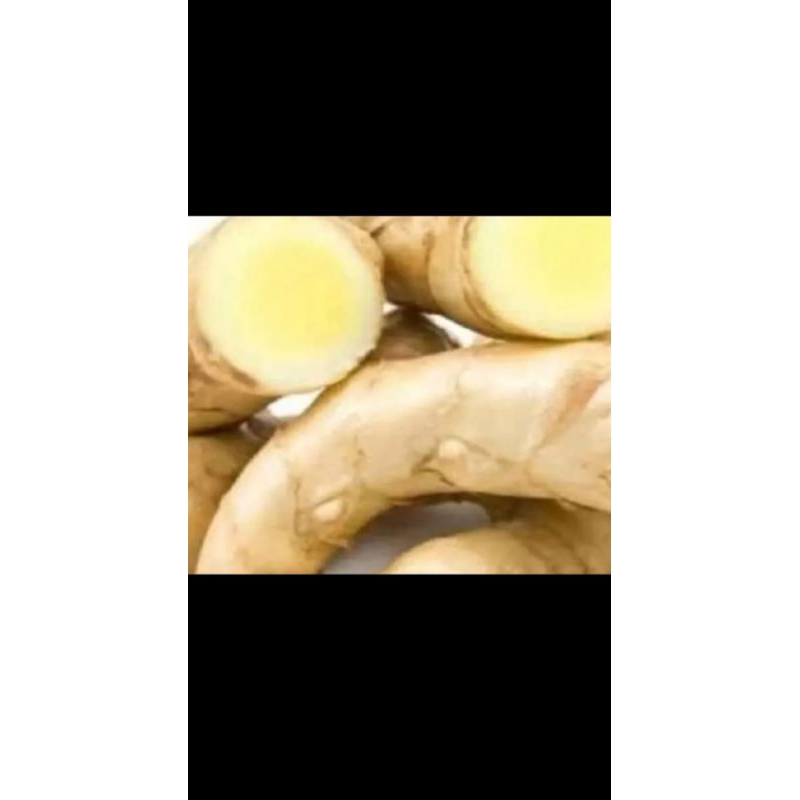 

Temu putih fresh Alami 500 gram