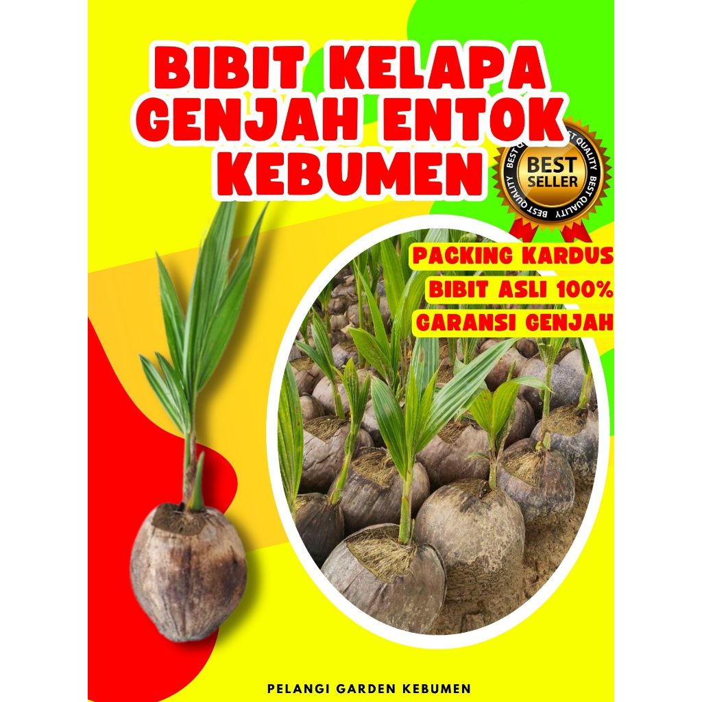 CEPAT PANEN.. Pokok Kelapa Bonsai, Pokok Kelapa Buah Besar