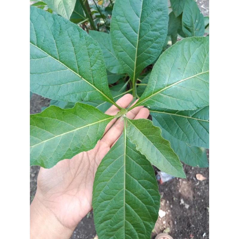 

DAUN INSULIN