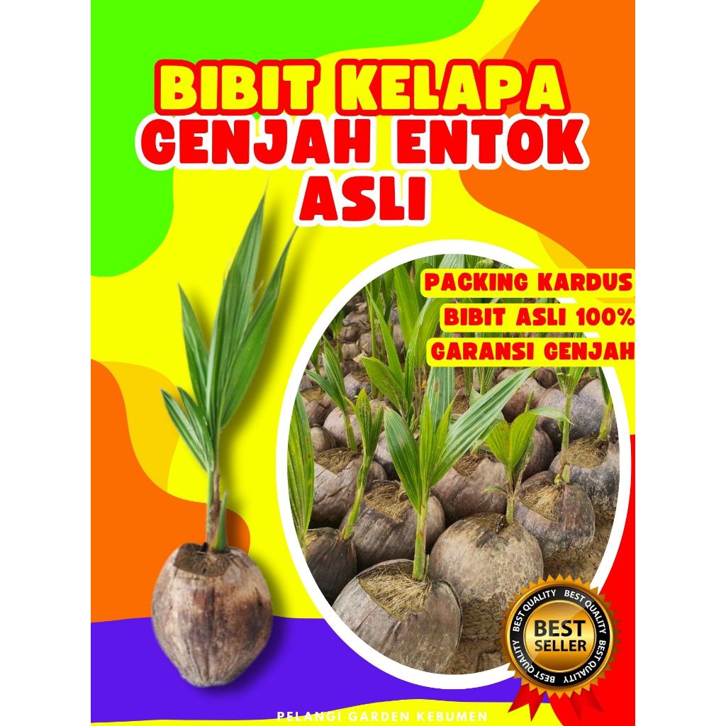 BIBIT UNGGUL.. Pokok Kelapa Entok Anakan, Pokok Kelapa Entok Anak