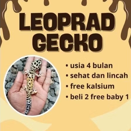 MAINAN ANAK GECKO LEOPARD PREMIUM QUALITY