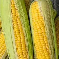 

jagung manis 4 biji