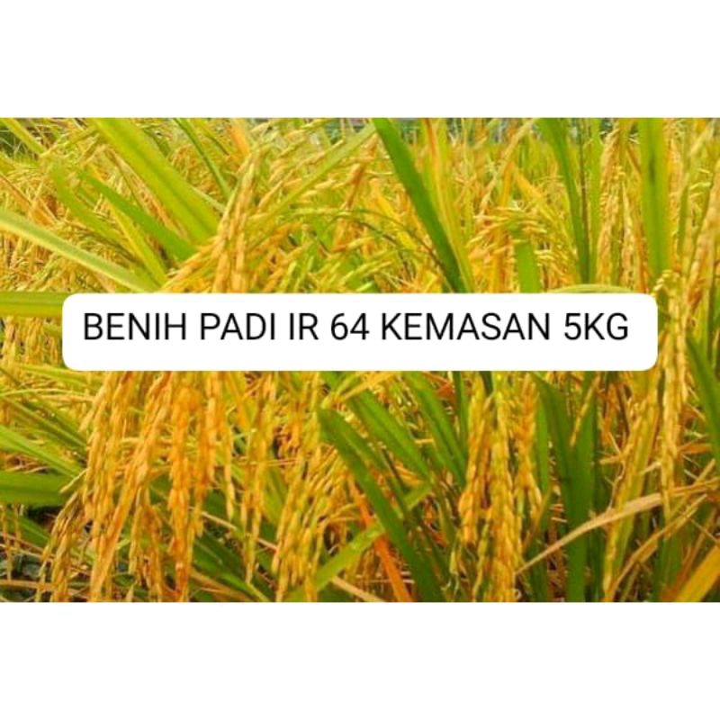 BENIH PADI IR 64 KEMASAN 5KG