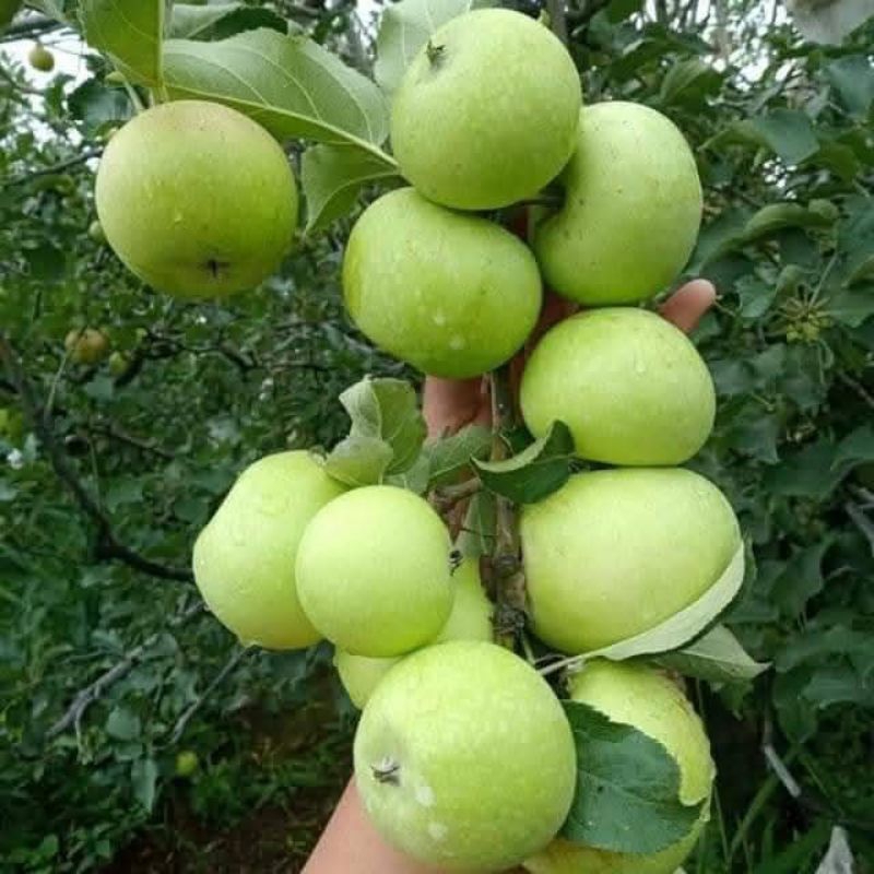 

￼Apel manalagi1kg Fresh Dari Kota Batu Malang