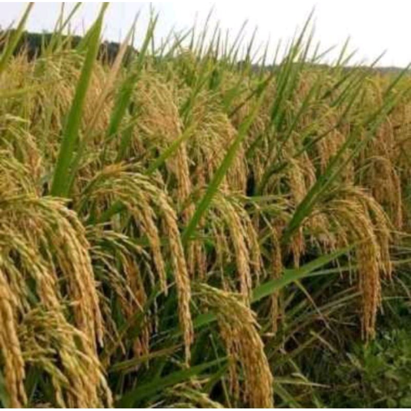 benih padi tongkol 2 jumbo(1KG)