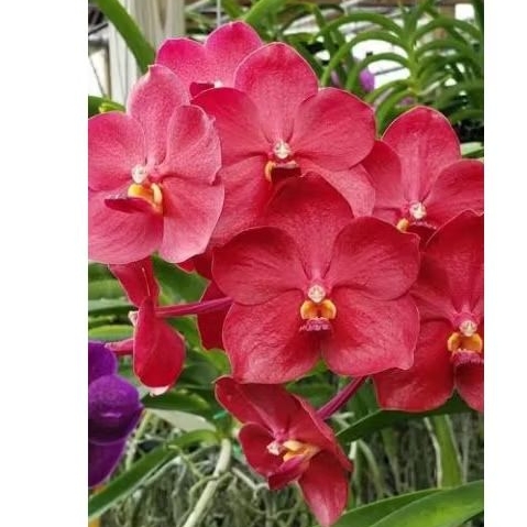 Griya Anggrek Nagari| Vanda Pot gantung