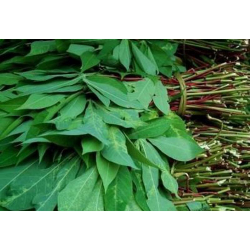 

DAUN SINGKONG MUDA 1 KG, SAYURAN DAUN SINGKONG SEGAR DIPETIK SAAT ADA ORDER, DIJAMIN MASIH FRESH