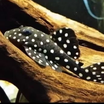 PLECO L29