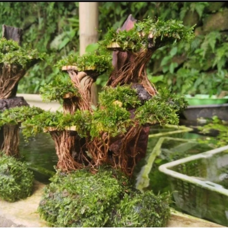bonsai tebing aquascape