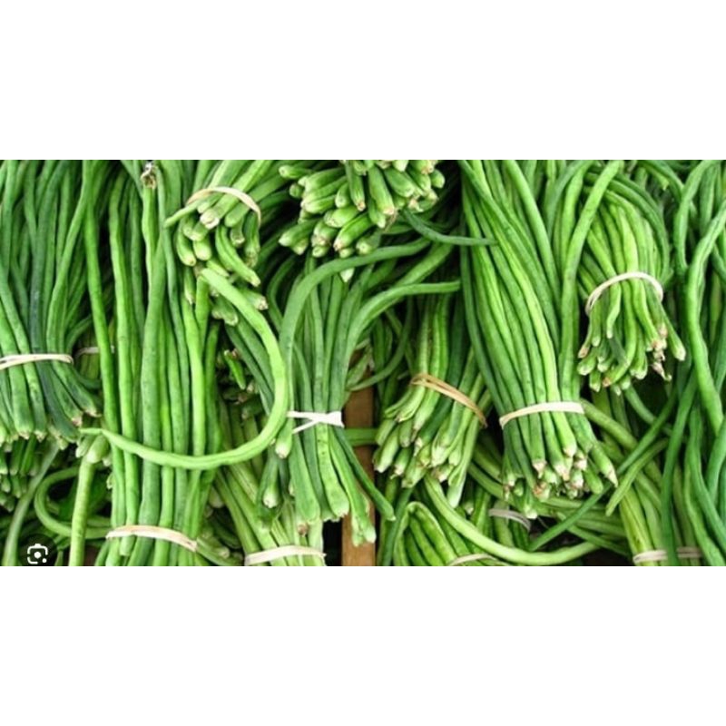 

kacang panjang 1kg murah panjang panjang