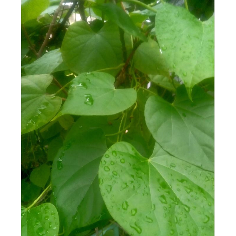 

Daun brotowali/antawali/patrawali Hijau Segar Perlembar,di petik ketika order masuk