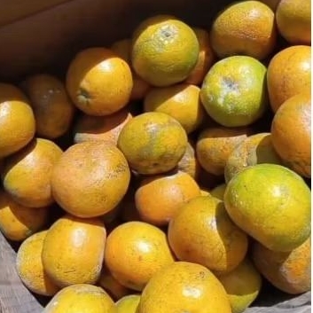

jeruk Medan 1kg