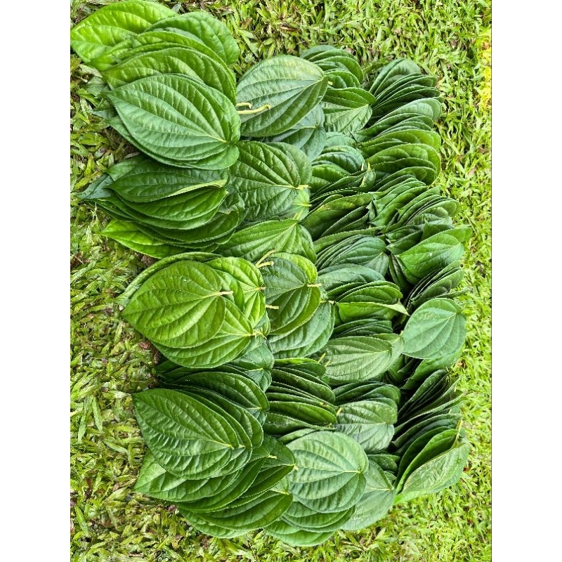 

Daun Sirih Hijau Segar