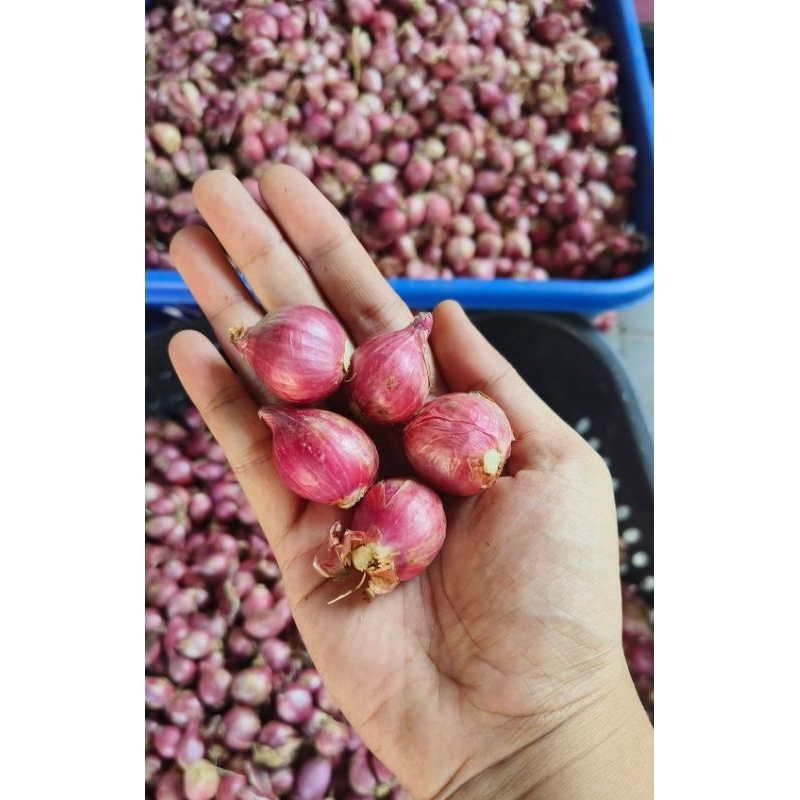 

Bawang Merah Probolinggo Super kemasan 1kg