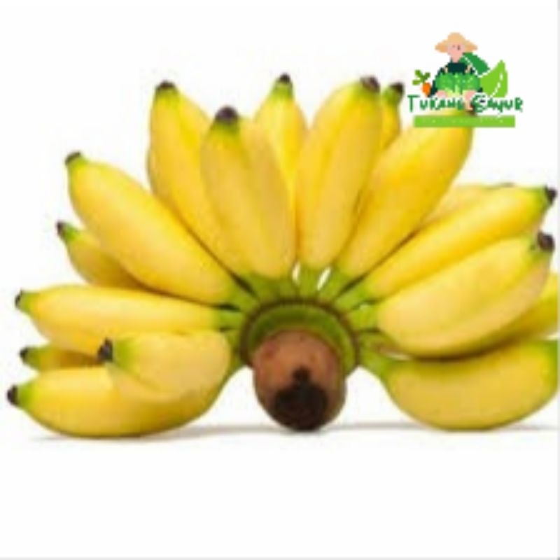 

Pisang Banten per sisir