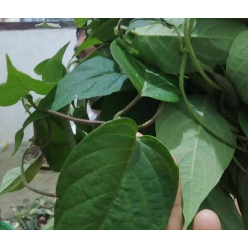 

Daun sembukan daun simbukan daun kentutan segar 200 lembar
