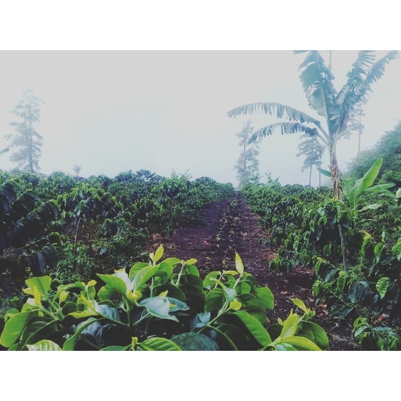 

daun kopi hijau premium