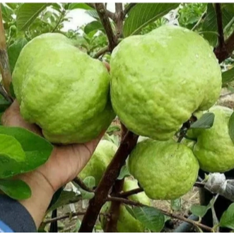 

JAMBU CRYSTAL 1kg segar