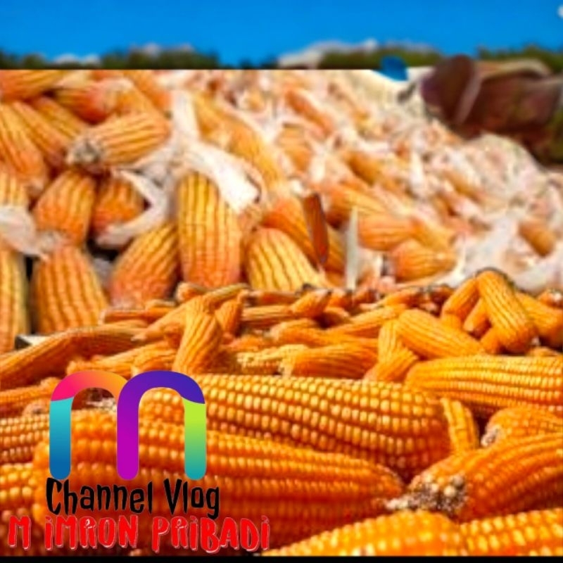 

IMRON PRIBADI Paket 10 kg JAGUNG PIPIL HIBRIDA Kwalitas Bersih Untuk Konsumsi Pakan Ternak Bibit Serta Keperluan lainnya