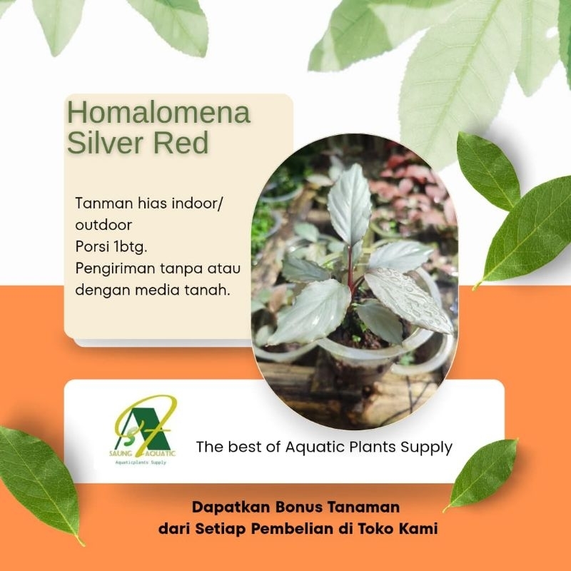 Homalomena Silver Red