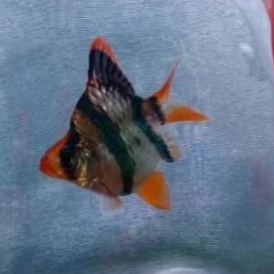 TIGER SUMATRA KING balon