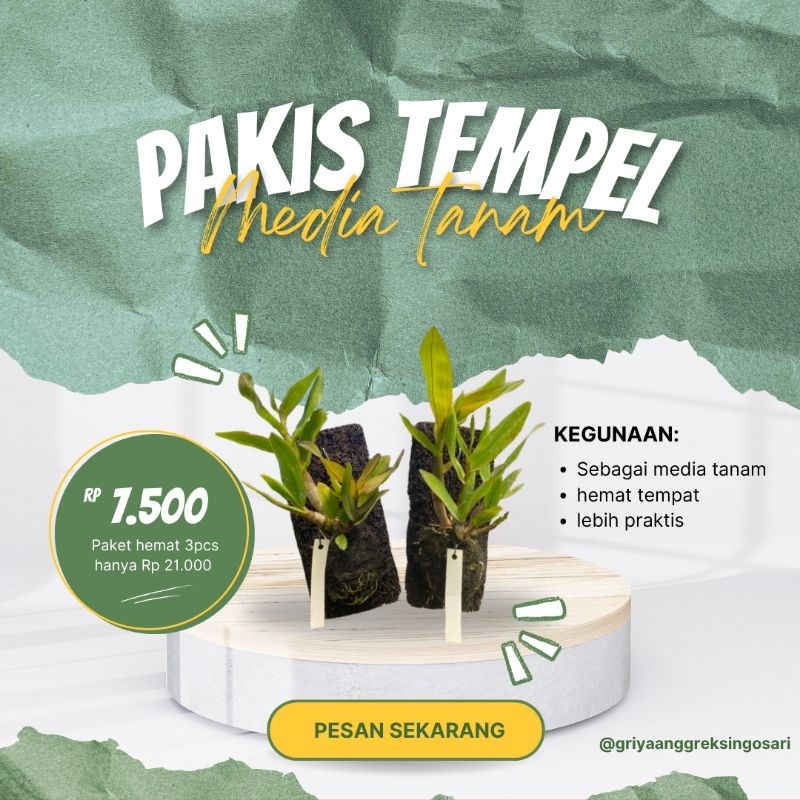 Pakis Tempel Media tanam pakis gantung media tempel anggrek dan tanaman lainnya