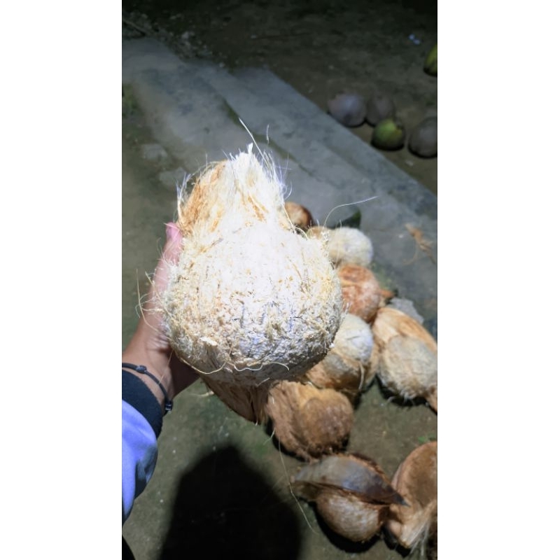

Kelapa Tua Segar Langsung Dari Petani,Kelapa Tua Murah,Kelapa Tua Daging Tebal