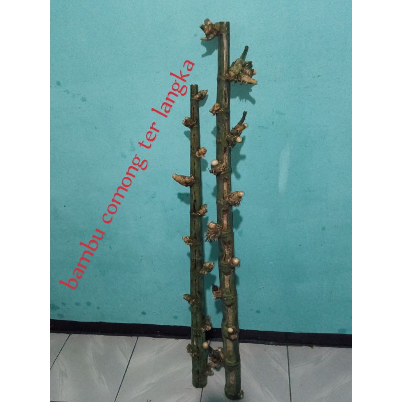 bambu unik comong asli alam alami langka koleksi hobi dan laenya
