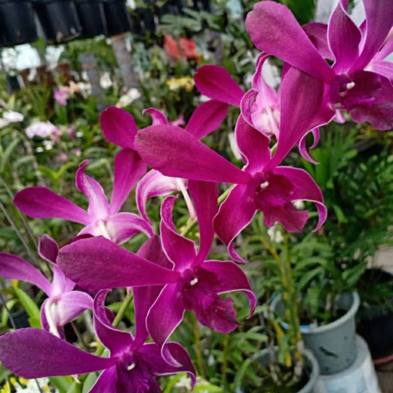 Anggrek dendrobium Caesar red