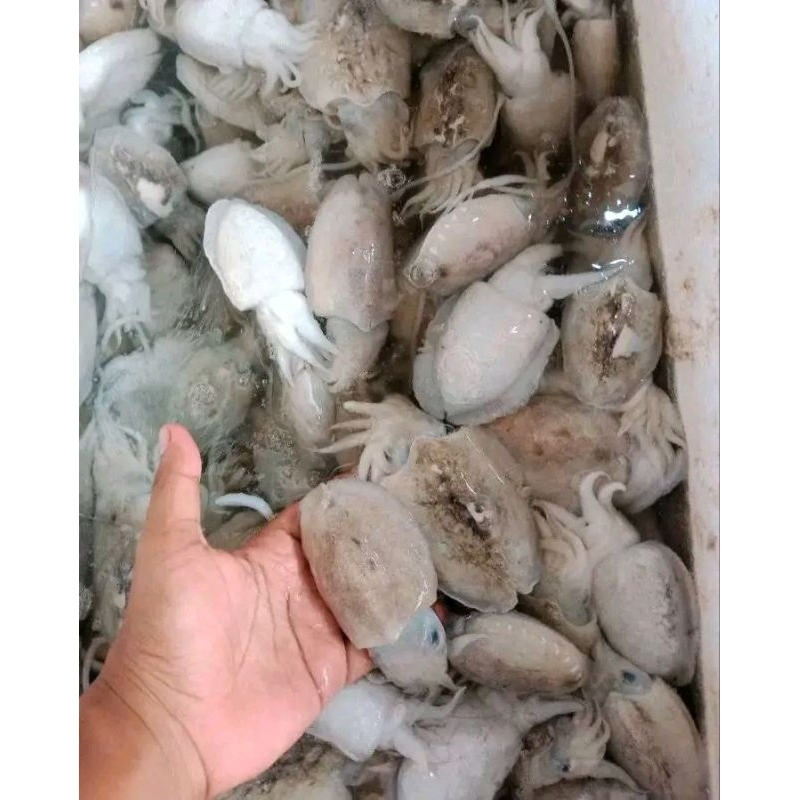 

Baby blakutak hitam segar cumi blakutak segar 1kg