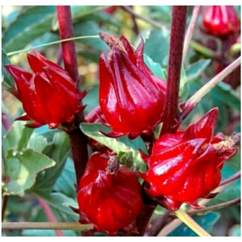 

bunga rosela (angrem) segar 10 pcs