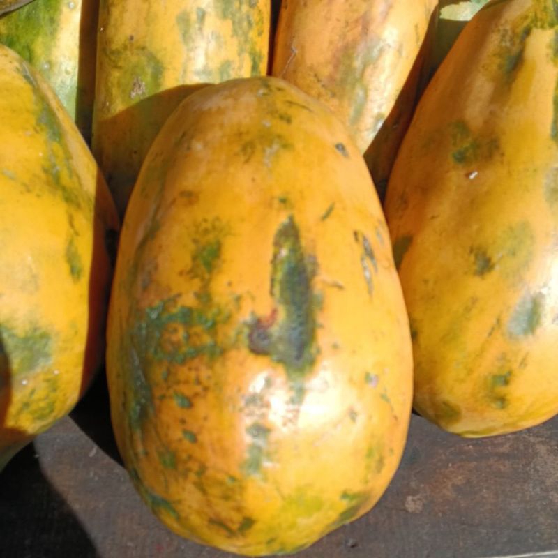 

pisang kepok,pisang ambon,pisang raja,pepaya calipornia