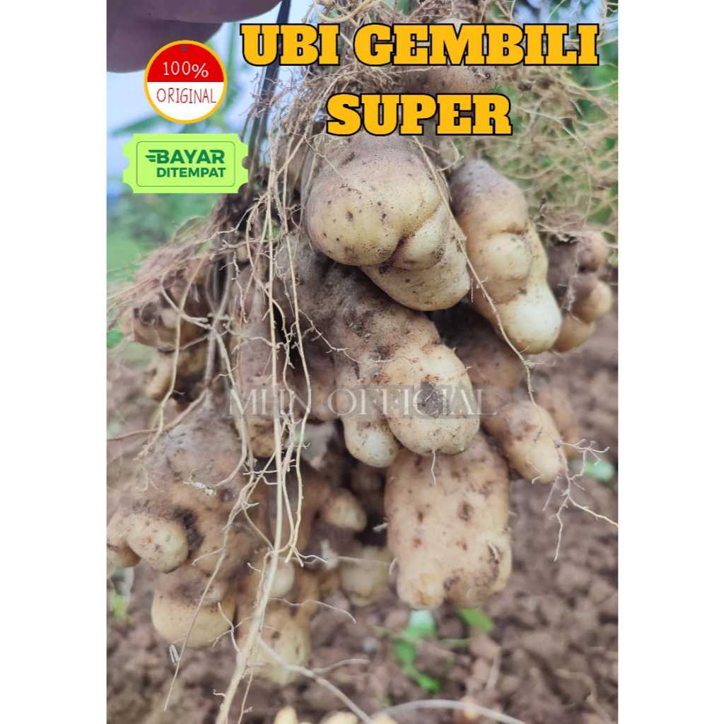 

Ubi Gembili Ketan Fresh Pulen Makanan Tradisional Pengganti Nasi bisa untuk Diet &Penderita Diabetes