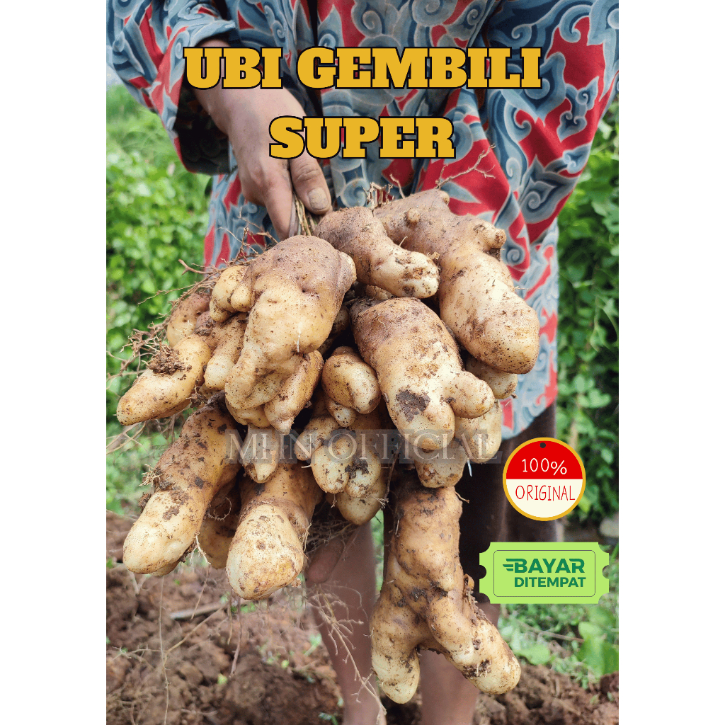 

UBI GEMBILI Mentah Superan Fresh Pulen | Cocok Untuk Diet & Penderita Diabetes