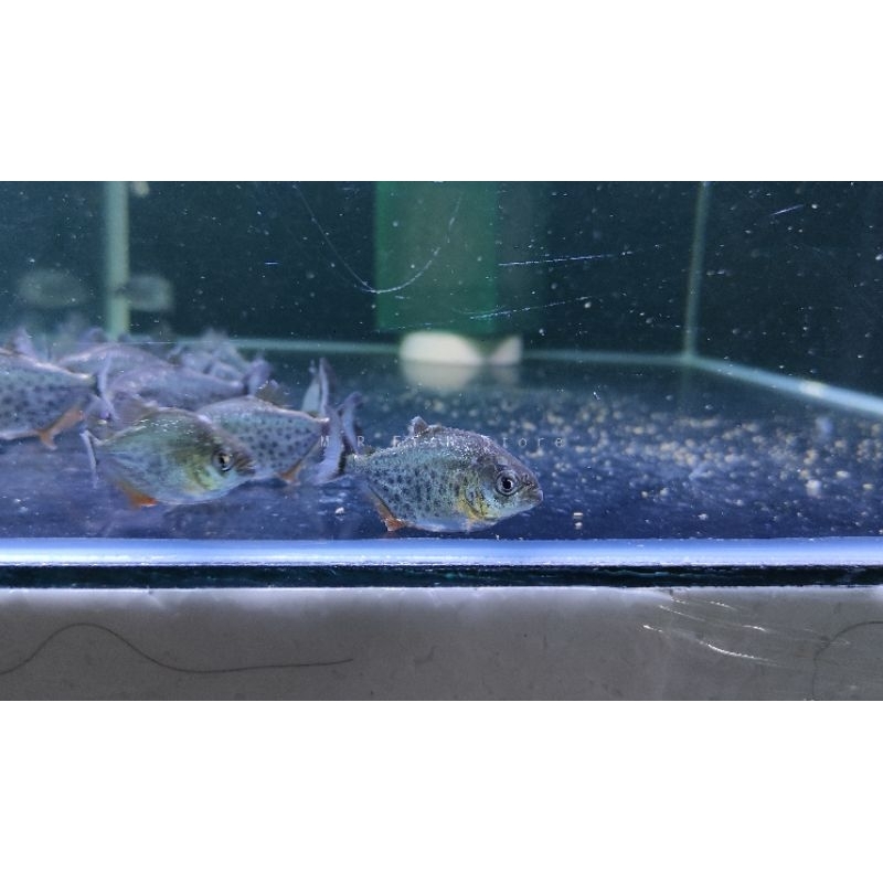 Piranha / RBP