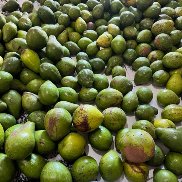 

Alpukat Mentega 1kg isi 6-7 Punel Organik Bergaransi Matang