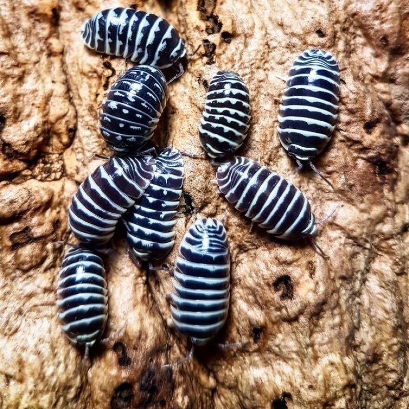 isopod zebra