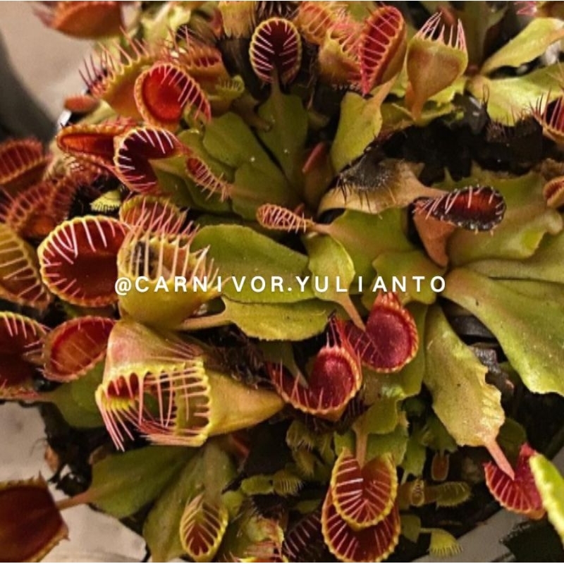 Biji Venus Fly Trap Cupped Trap