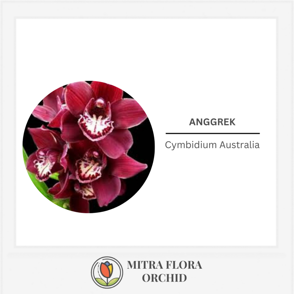 Anggrek Cymbidium Australia