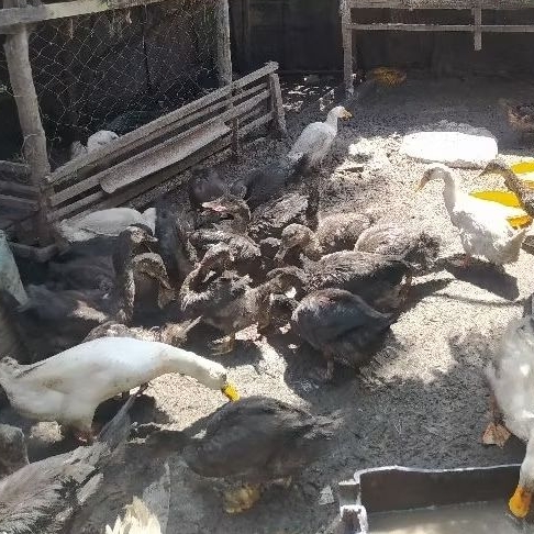 ITIK PEDAGING SERATI BANGKOK UMUR 5 BULAN BOBOT 1 KG up