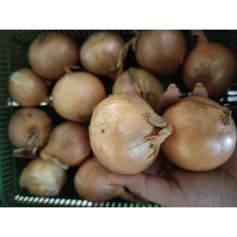 

bawang bombai