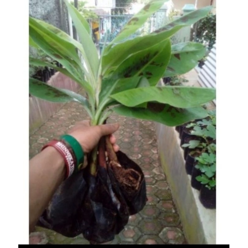 

bibit pisang
