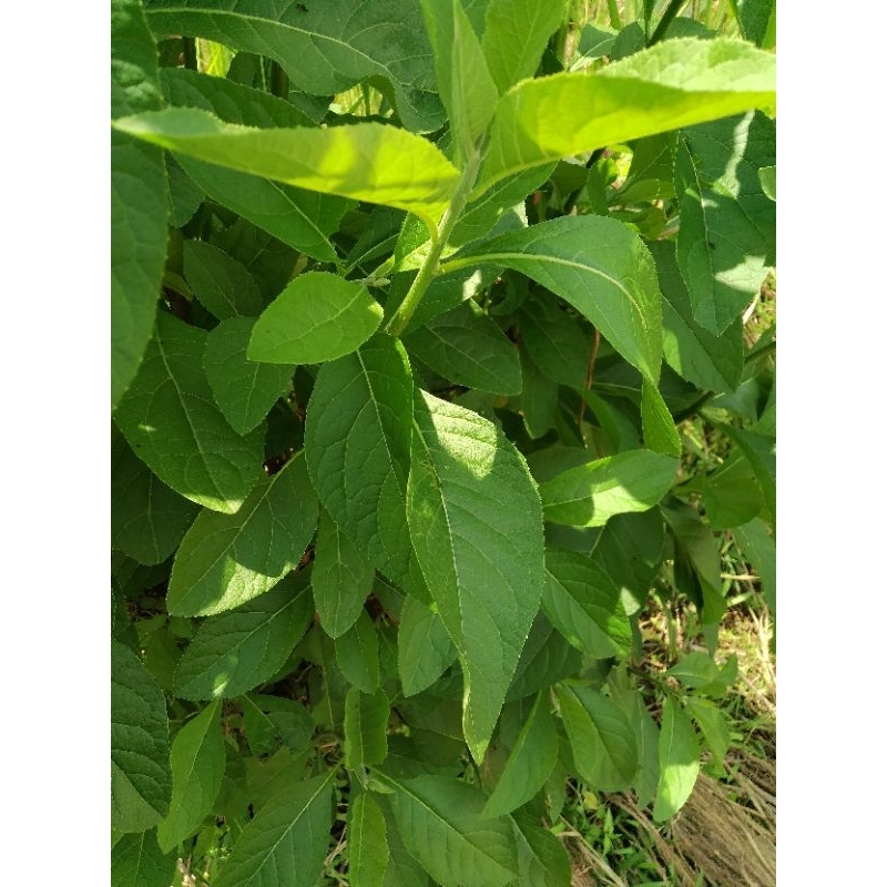 

50 LEMBAR Daun Afrika Segar Asli | Daun Afrika Selatan Herbal Alami untuk Kesehatan