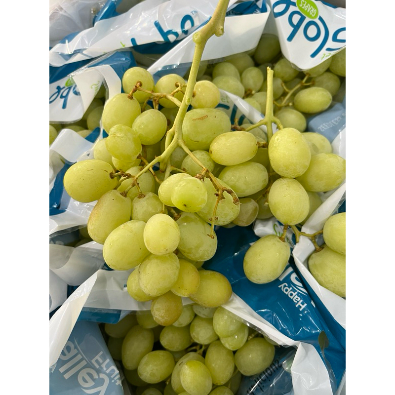 

Anggur Hijau Autumn crispy garing Australia Manis nonbiji White Grapes