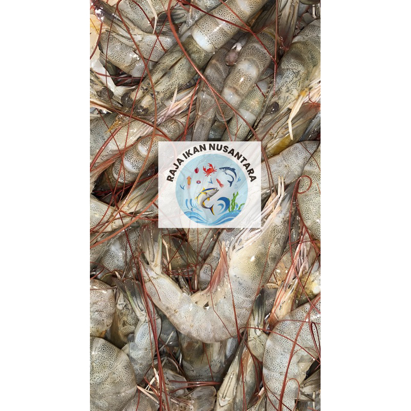 

UDANG VANAME SEDANG 500GR&1KG SEGAR FRESH FROZEN TERMURAH PREMIUM